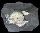 Beautiful Deshayesites Ammonite - Russia #39153-1